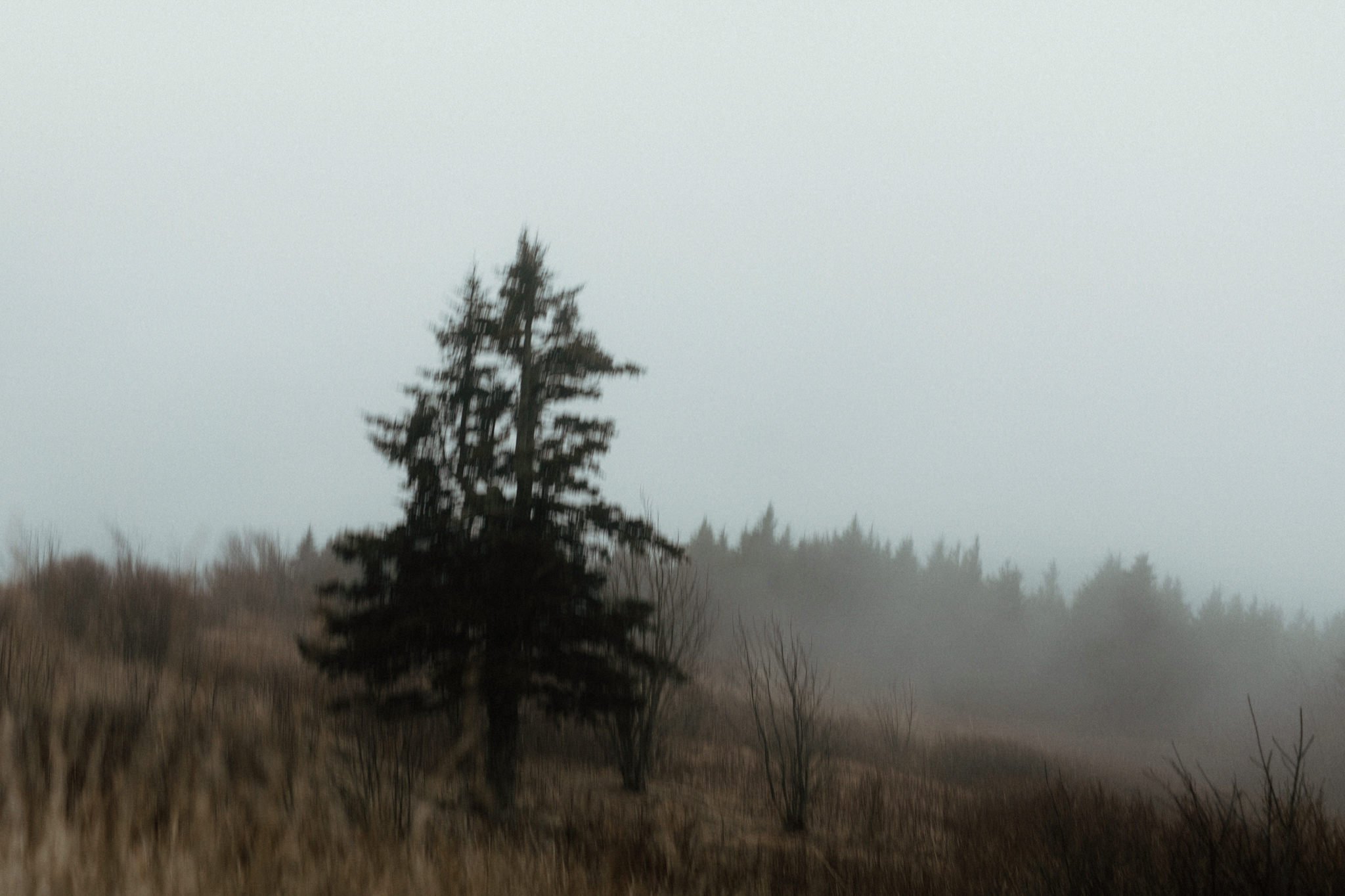 black balsam knob