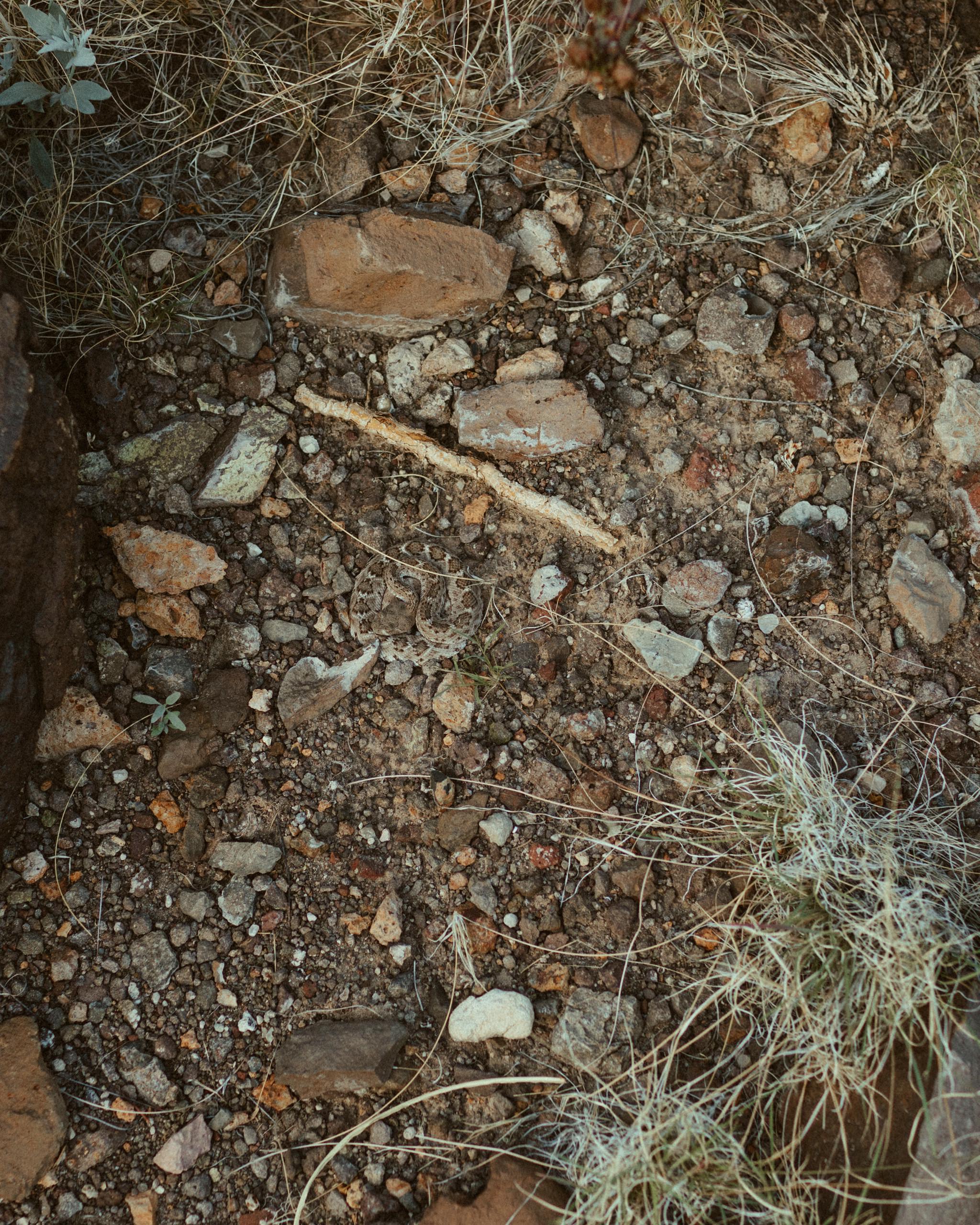 snake big bend national park