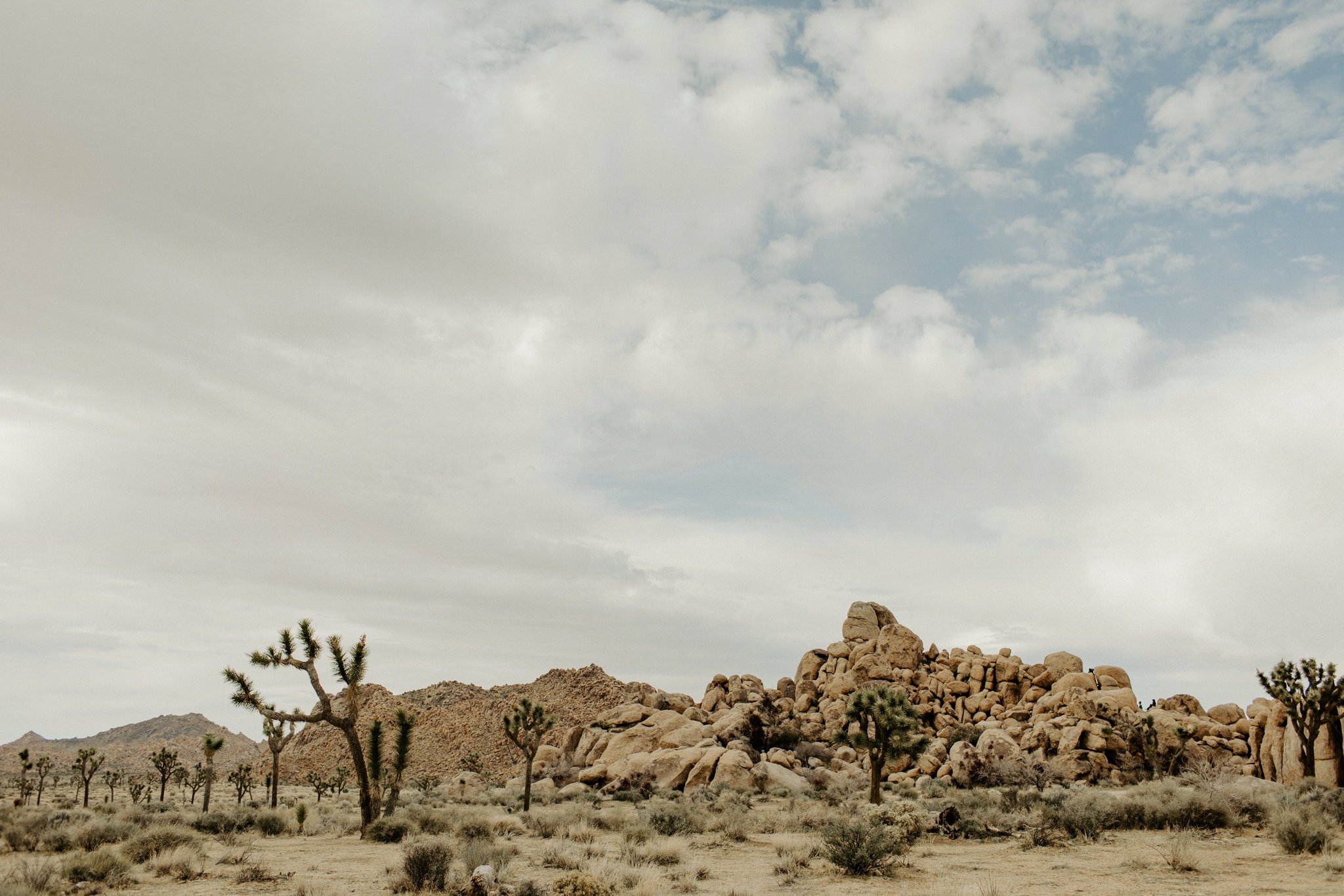 joshua tree national park 