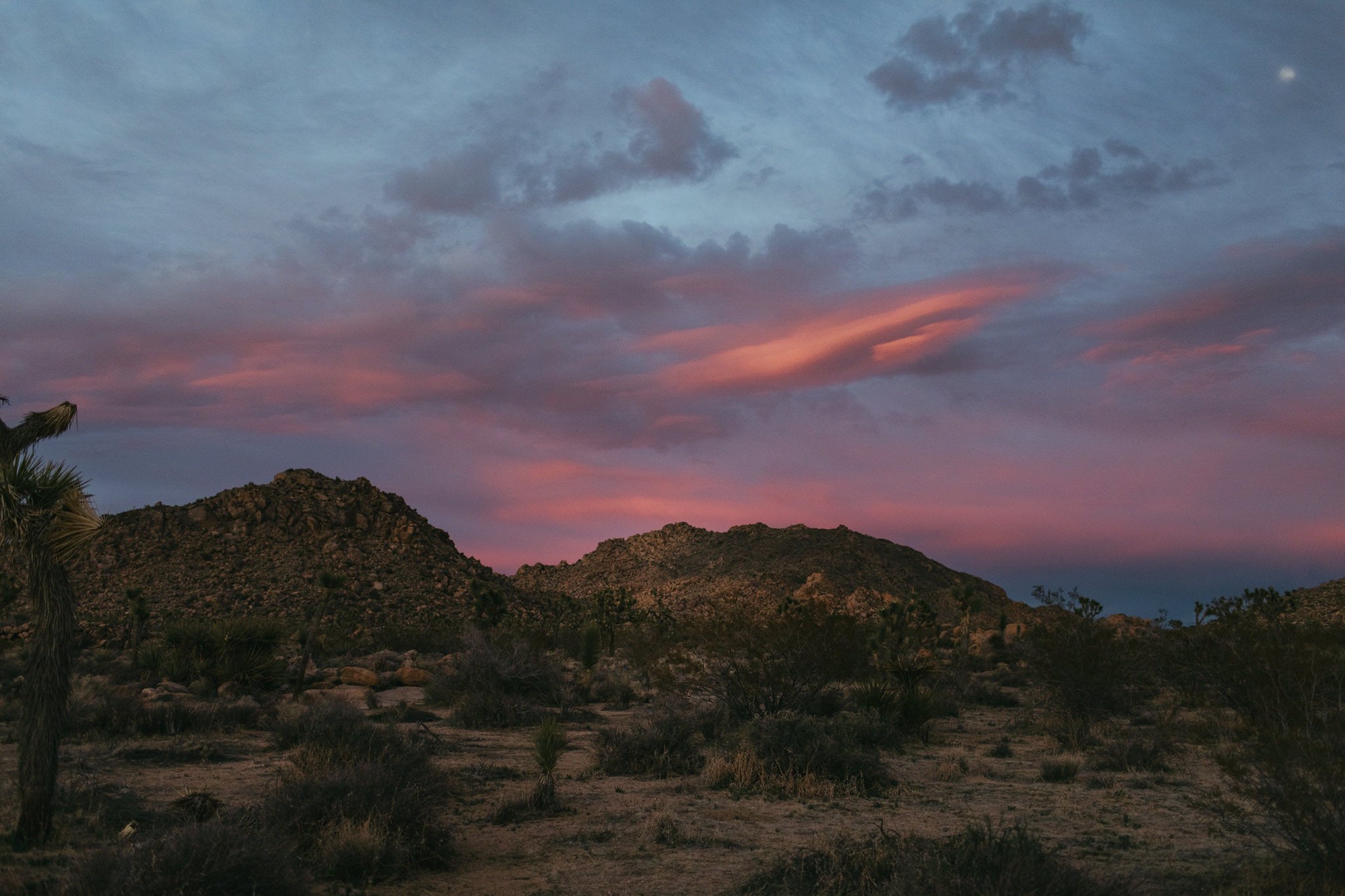 joshua tree sunset