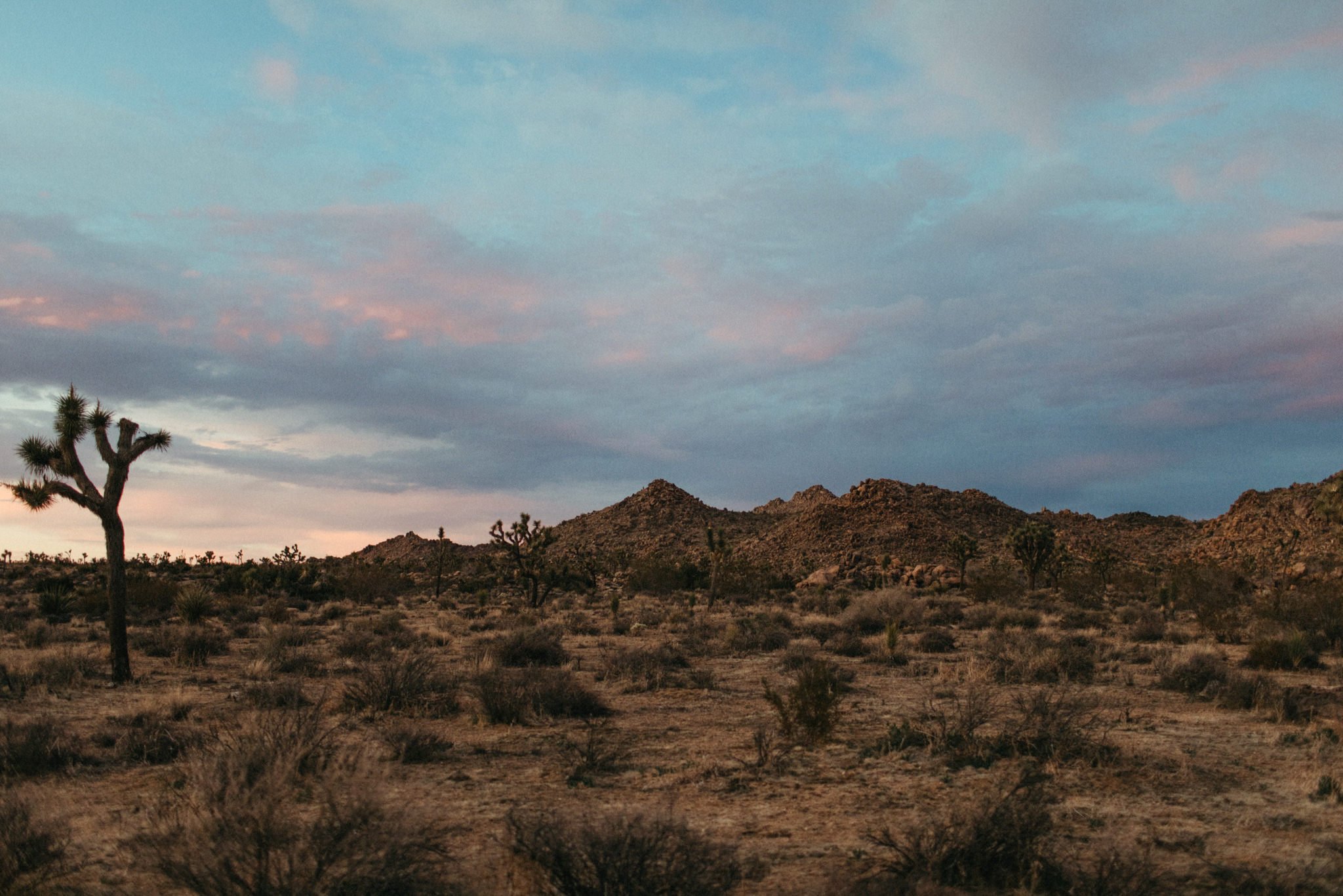 joshua tree after sunset